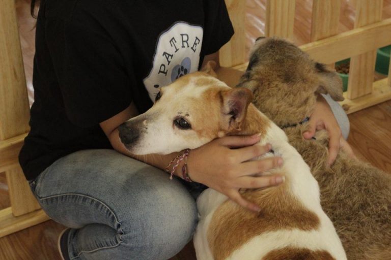 ONG Patre lança arrecadação da Cãopanha Miaulimenta Online