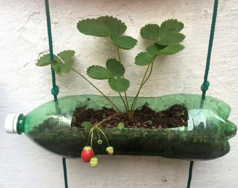 Escolas Estaduais de Embu das Artes recebem programa de educação ambiental