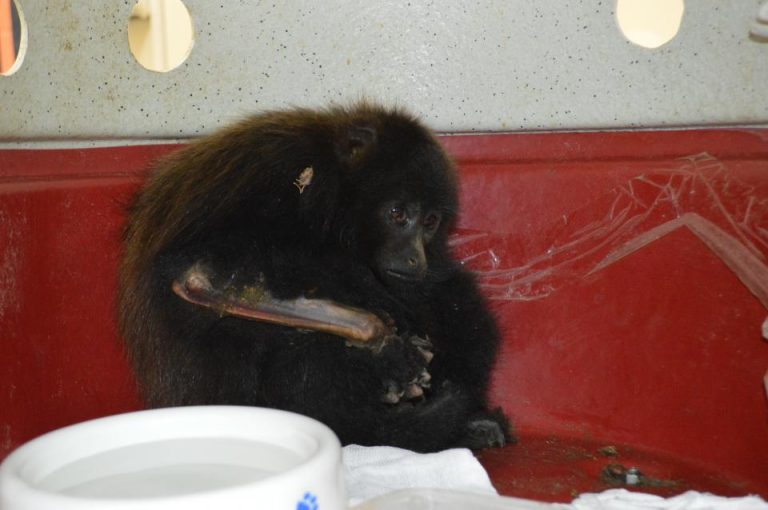 Zoonoses de Itapecerica resgata e dá assistência a macaco machucado encontrado no bairro da Lagoa