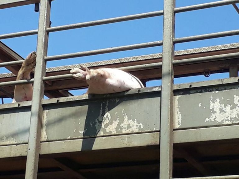 PRF flagra 250 porcos sendo transportados em condições degradantes em Itapecerica da Serra