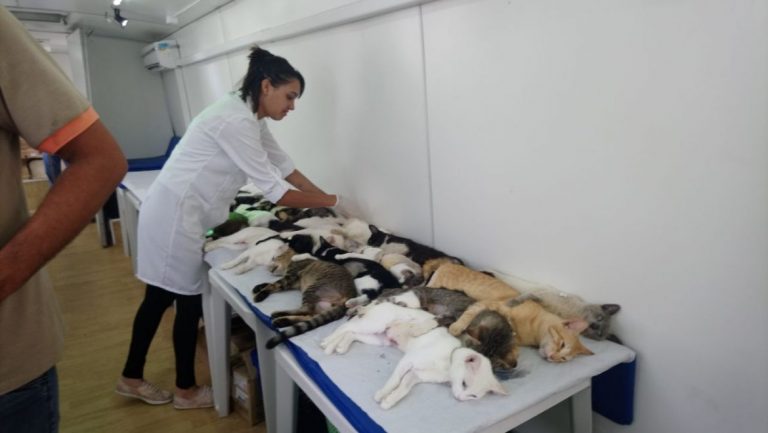 Campanha de castração gratuita de cães e gatos acontece entre os dias 10 e 17 em Cotia
