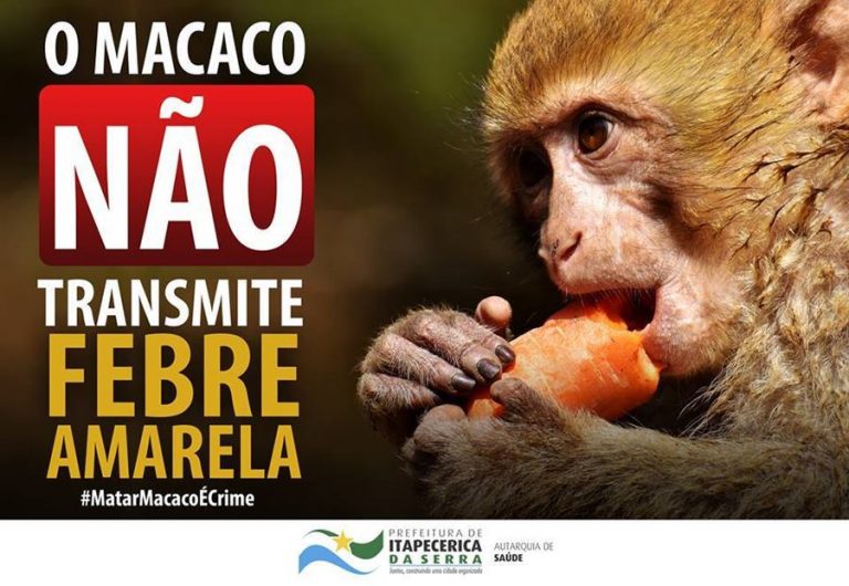 Seis macacos são encontrados mortos em Itapecerica da Serra