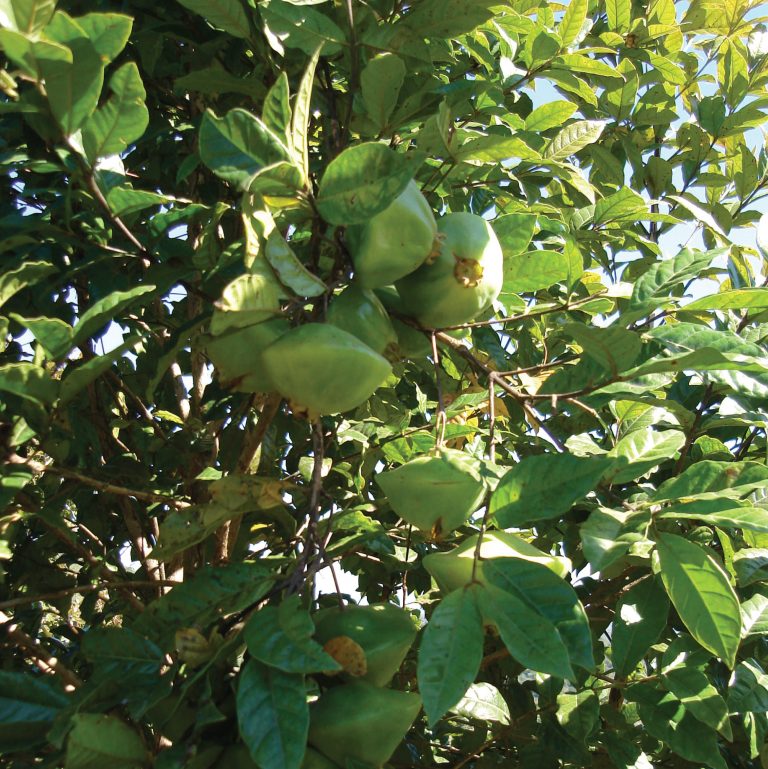 Ecoturismo é uma das modalidades confirmadas para o 1º Simpósio de Economia Verde
