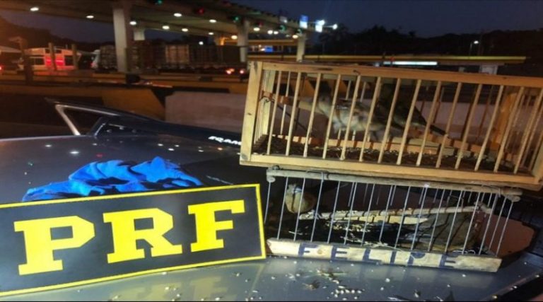 PRF apreende pássaros silvestres na Régis Bittencourt