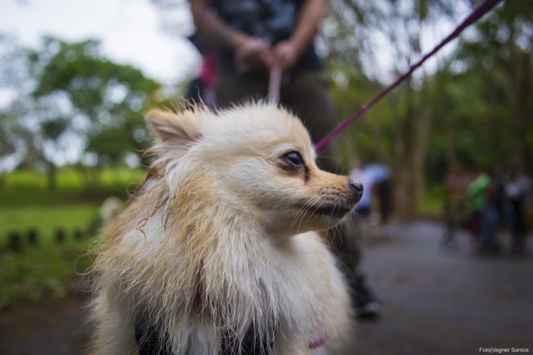 Neste final de semana tem Evento de Adoção de Cães e Gatos, em Cotia