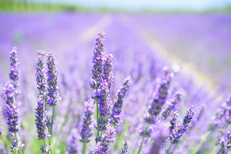 Em Campinas, especialistas abordam a importância das plantas e aromas