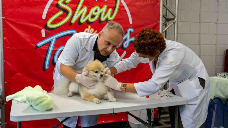 Escola de Estética Animal de Taboão da Serra está com inscrições abertas para o curso de Auxiliar Veterinário