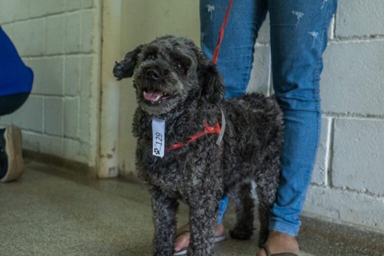 Mutirão castra pets Taboão da Serra promove mais uma edição no sábado, 26