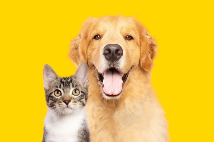 Castramóvel Embu das Artes: veja como participar da ação